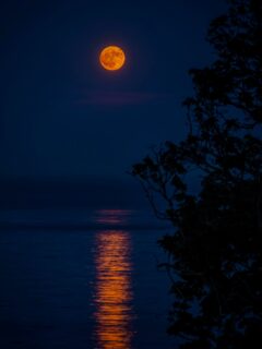 Look up! Strawberry Moon rises over Pacific Ocean.
Despite the name, it does not appear pink or red, unless when it is seen low on the horizon. The name merely suggests it’s a full moon in June, and the term comes from Native American traditions, signifying that wild strawberries are ripe and ready to be harvested.
This year the strawberry moon is special in one way only: it is “the lowest” in next 18 years. It doesn’t mean that it is closer to Earth, it only means that it will not rise as high from the horizon as it usually does. Not so exciting as click bait news headers make it sound, eh?
Nikon Z6 | 200mm | f:8 | 1/13s | ISO 200
5 EV-bracketing
#strawberrymoon #moon #vanisle #vadcouverisland