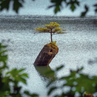 Iconic Fairy Lake bonsai tree (Port Renfrew, BC)