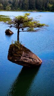 Natural bonsai tree grows in the needle of a lake.
#vanisle #vanisland #djimini4pro