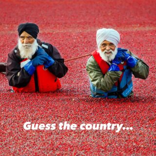Ever seen a sea of red berries shimmering in flooded fields? Welcome to the surreal spectacle of the cranberry harvest in British Columbia. Workers wade through bogs, booms corral floating berries, and the land transforms into something that feels equal parts nature documentary and dreamscape.
From the fascinating fact that cranberries float because of built-in air chambers, to how these “bounce berries” are corralled and collected — this harvest is wild, vivid, and unforgettable. 🌊🍒
Want to see it for yourself? Check out the full story at the field locations at the link below:
🔗 https://logovo.ca/travel/cranberry-harvest/
📍 If you’re in BC in October–November, be on the lookout — you might just stumble upon your own cranberry ocean.
#CranberryHarvest #BritishColumbia #AutumnMagic #NatureSpectacle #Agriculture #TravelBC #BogLife #canada #beautifulbritishcolumbia 
Have you seen a sea of red berries?
