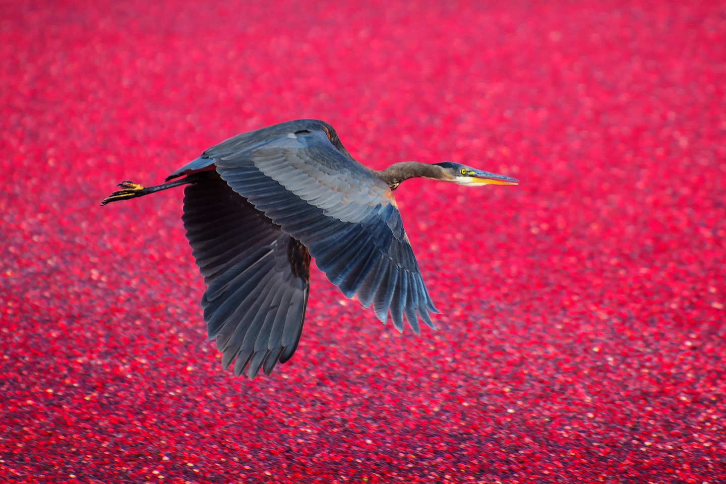 An amazing encounter : a great blue heron in the flooded cranberry bogs.
https://logovo.ca/travel/cranberry-harvest/
#birdsofcanada #birdsofinstagram #cranberry #greatblueheron