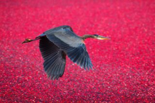 An amazing encounter : a great blue heron in the flooded cranberry bogs. 
https://logovo.ca/travel/cranberry-harvest/
#birdsofcanada #birdsofinstagram #cranberry #greatblueheron