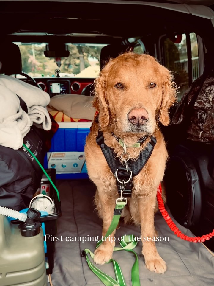 The first camping of the season. A well deserved reboot after a wild week at work.

#camping #jeep #goldenretriever #sombriobeach #portrenfrew