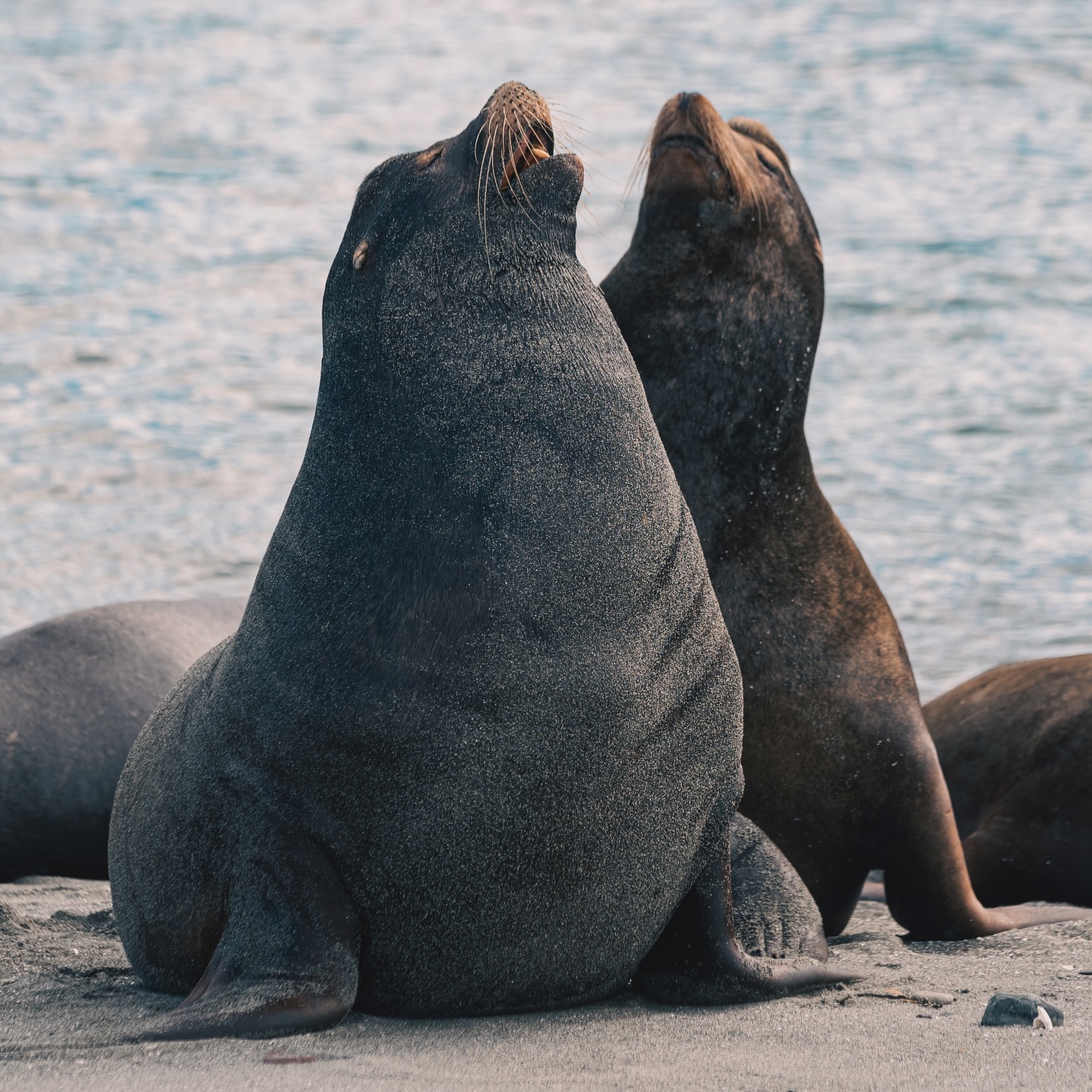 This year Deep Bay, BC has been put on the map. California sea lions have always come to Vancouver Island for herring season, but recently they’ve started hauling out on the beach at the end of the Deep Bay spit. Locals who lived there for decades have never seen that.

They showed up unannounced, weeks before the spawn and some stayed there for months, occupying most of that beach and becoming a major tourist attraction. Numbers vary from a few dozen to over 400, peaking in the early evening and at high tide.

#deepbaybc #californiasealion #vancouverisland #explorebc