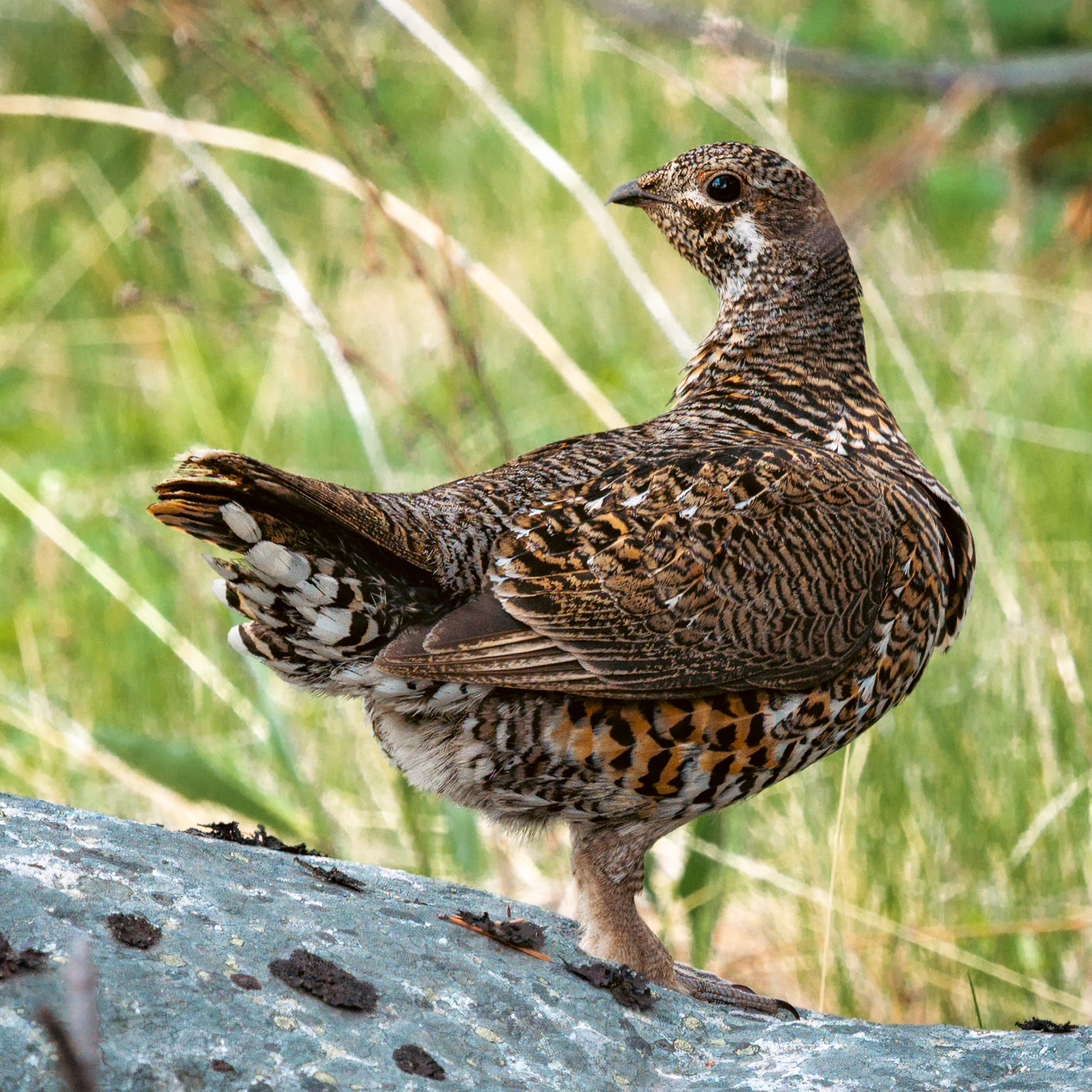 California Quail, except we are not in California
#birdsphotography #californiaquail