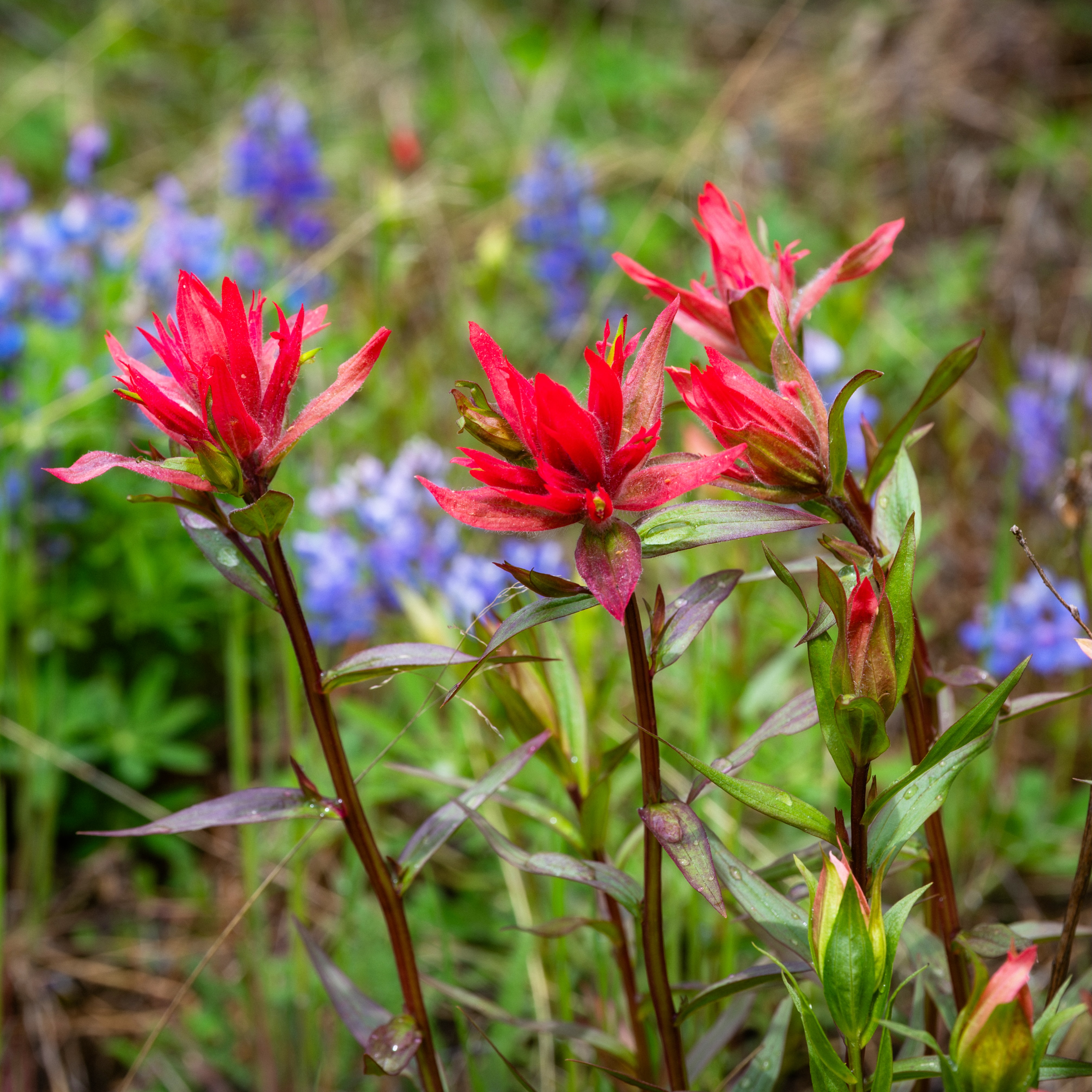 Indian Paintbrush
According to Native American folklore, the plant originated when a young artist, frustrated that he couldn’t capture the colors of a beautiful sunset, received magical paintbrushes from the Great Spirit. After finishing his masterpiece, he left the brushes on the ground—where they took root and bloomed into these flowers.
#flowersofinstagram #floridawildlifephotography