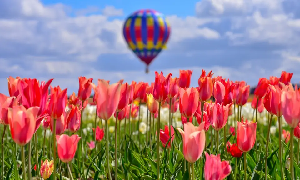 Hot air balloons at Wooden Shoe Tulip Festival (Woodburn, OR)