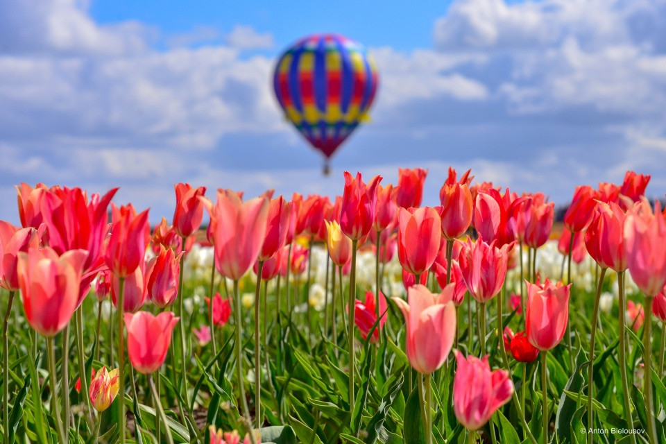 Hot air balloons at Wooden Shoe Tulip Festival (Woodburn, OR)