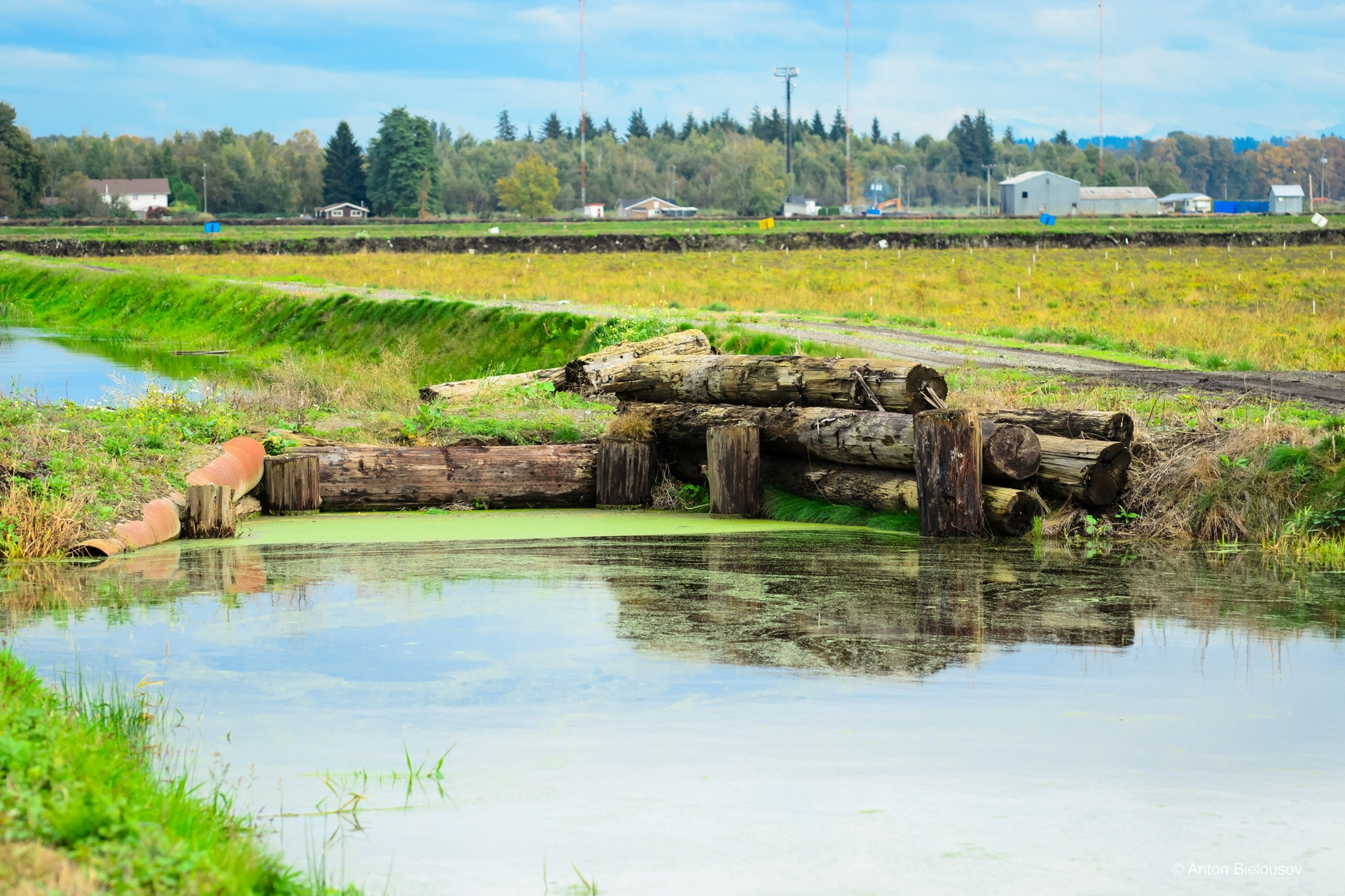 Cranberry harvest in Vancouver, BC