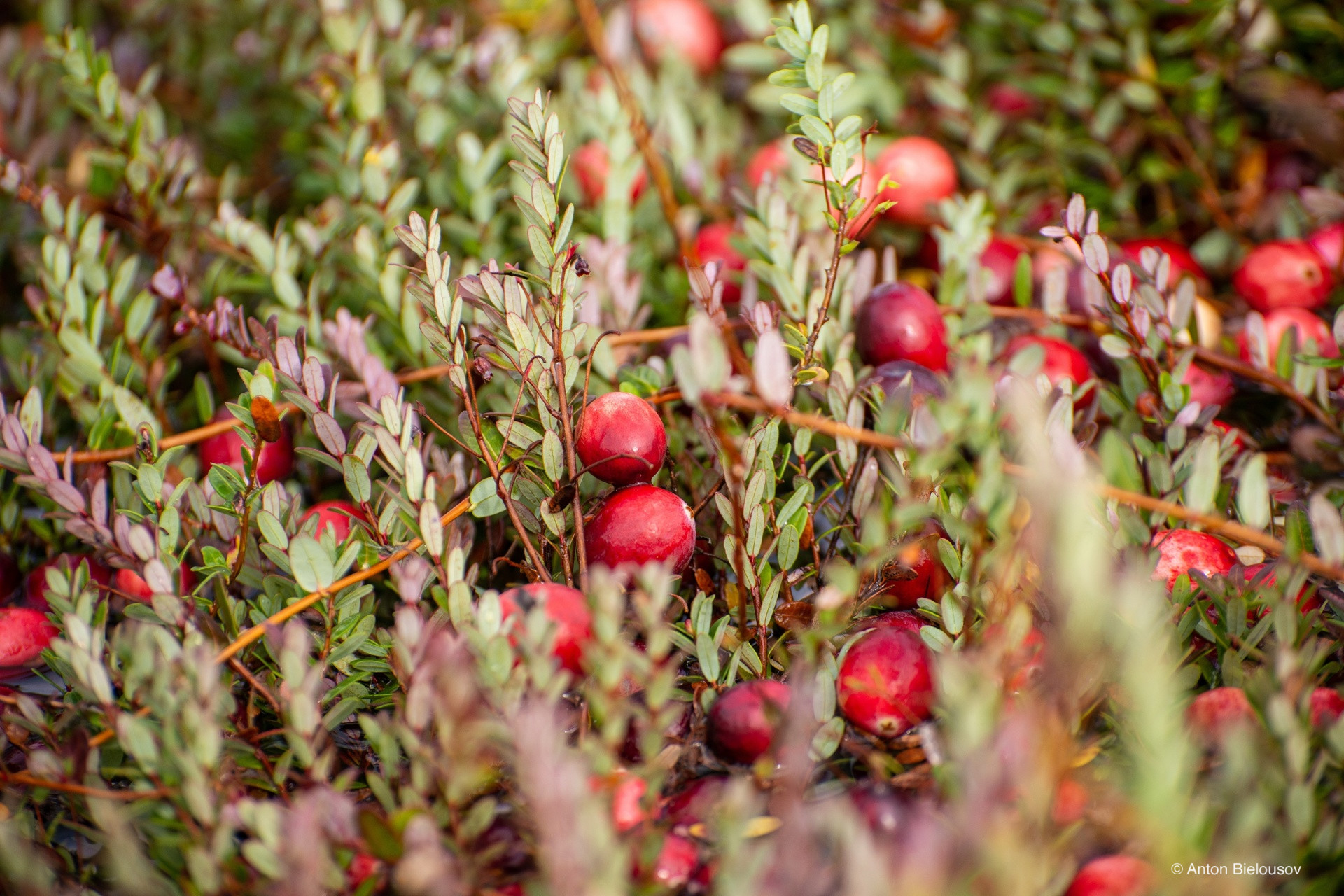 Cranberry bush