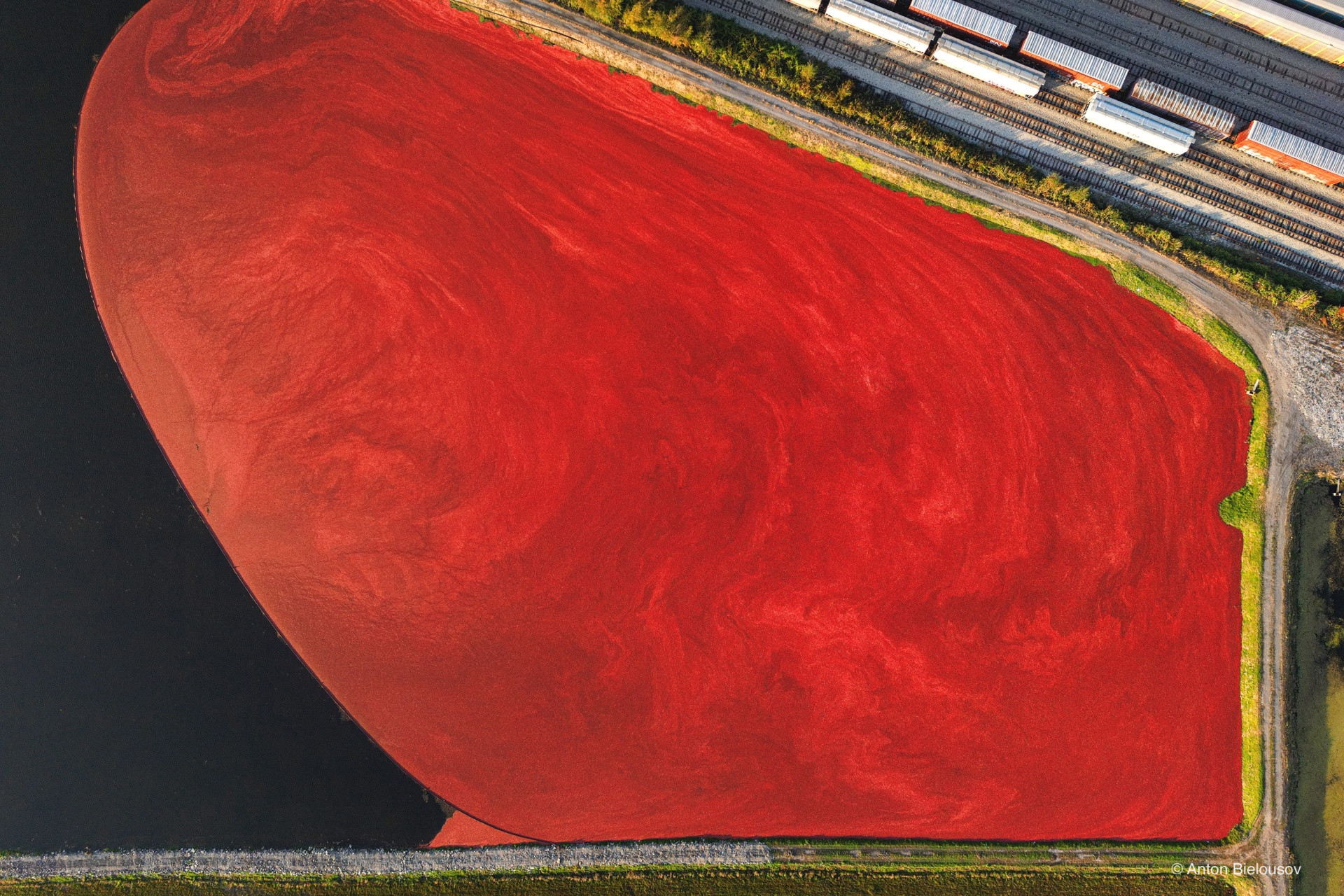 Cranberry harvest in Vancouver, BC