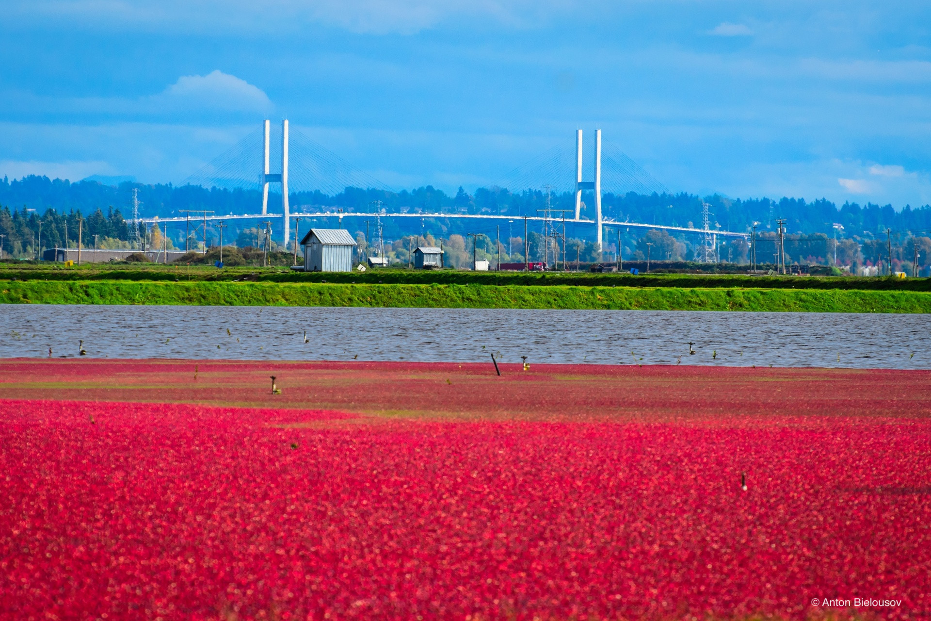 Cranberry field in Richmond, BC