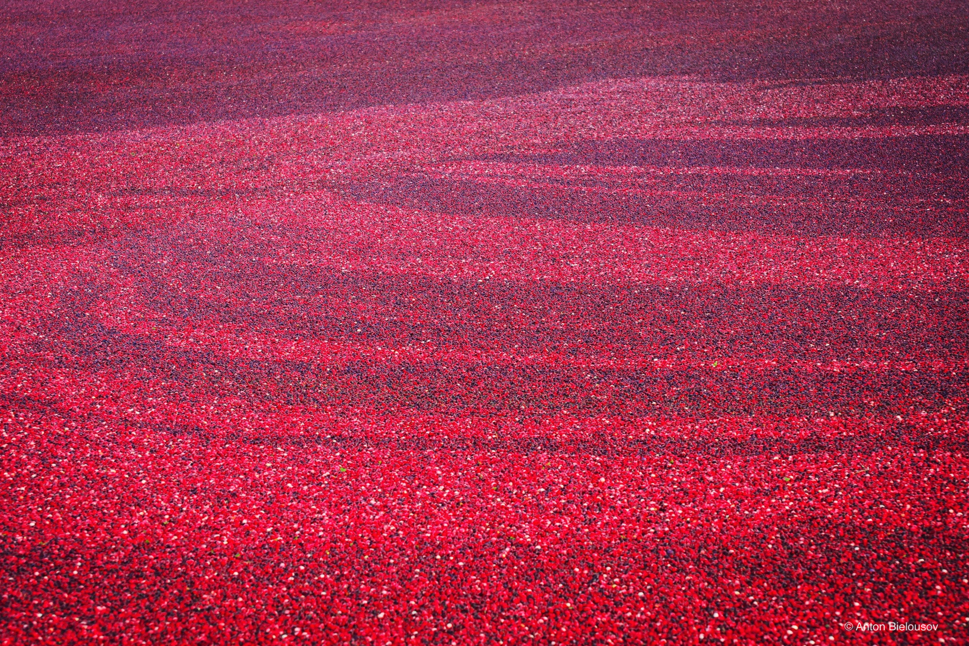 Cranberry harvest in Vancouver, BC