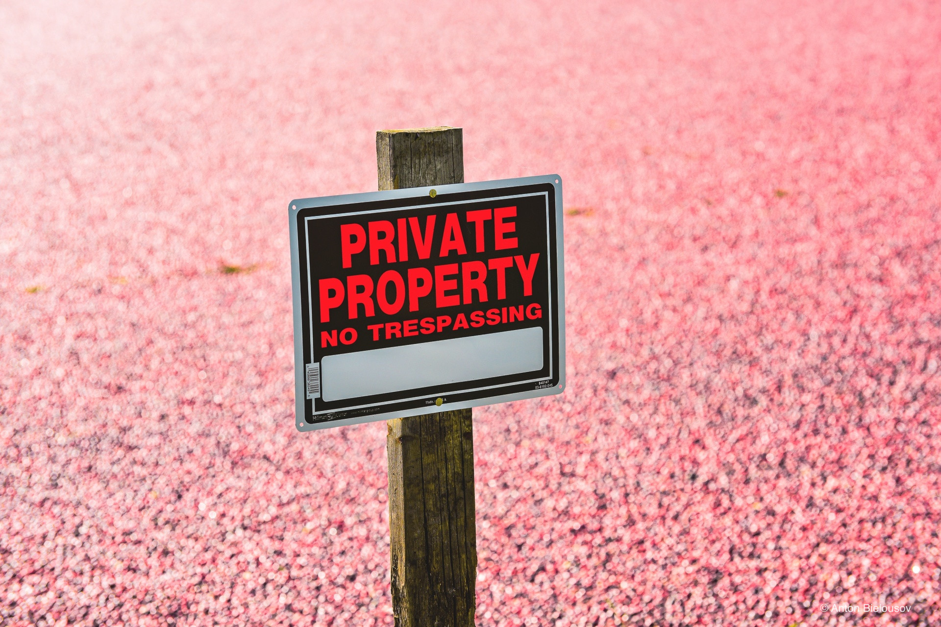 Cranberry harvest in Vancouver, BC – {rivet Property