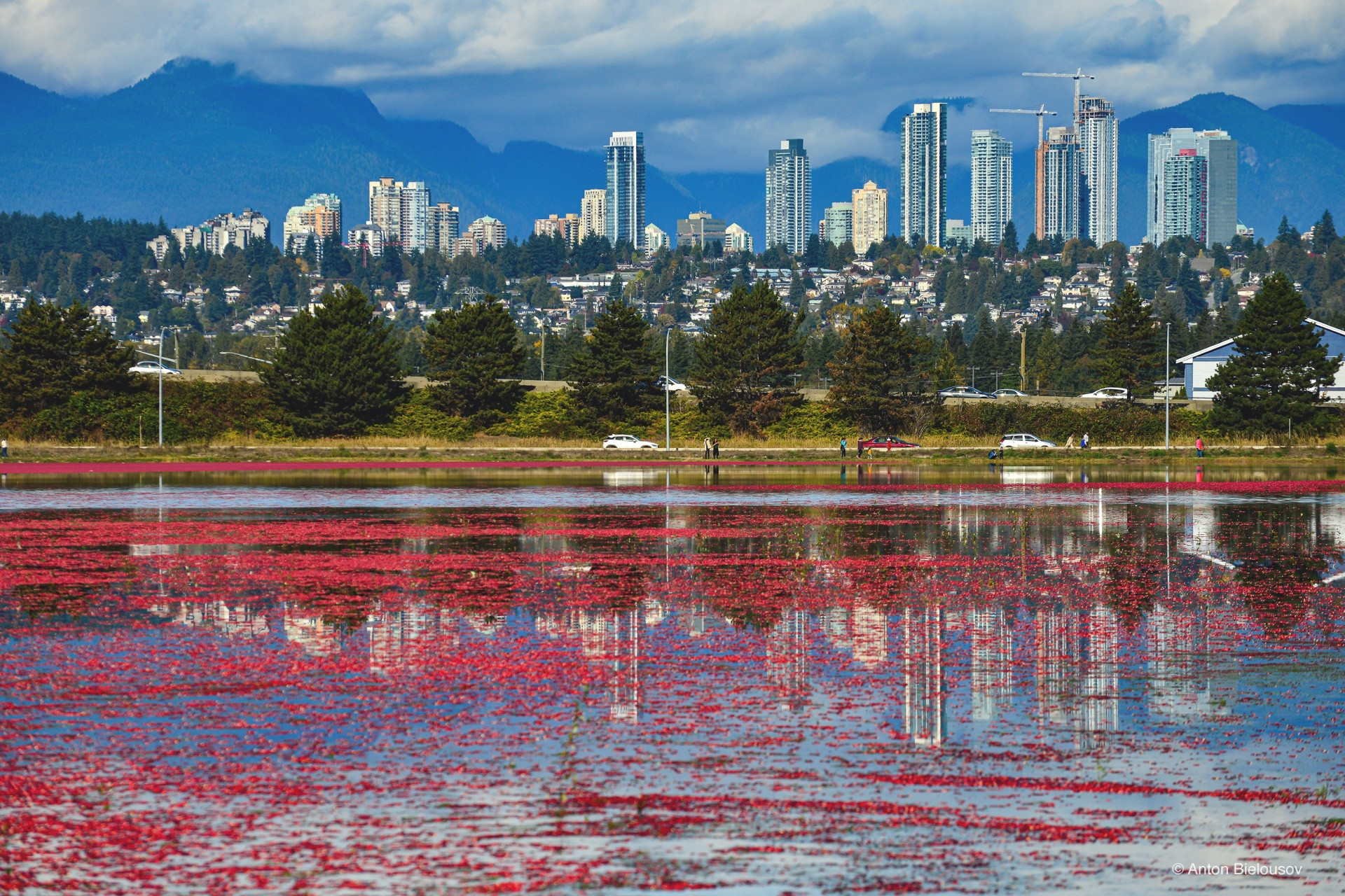 Cranberry field in Delta, BC with Burnaby downtown in the background