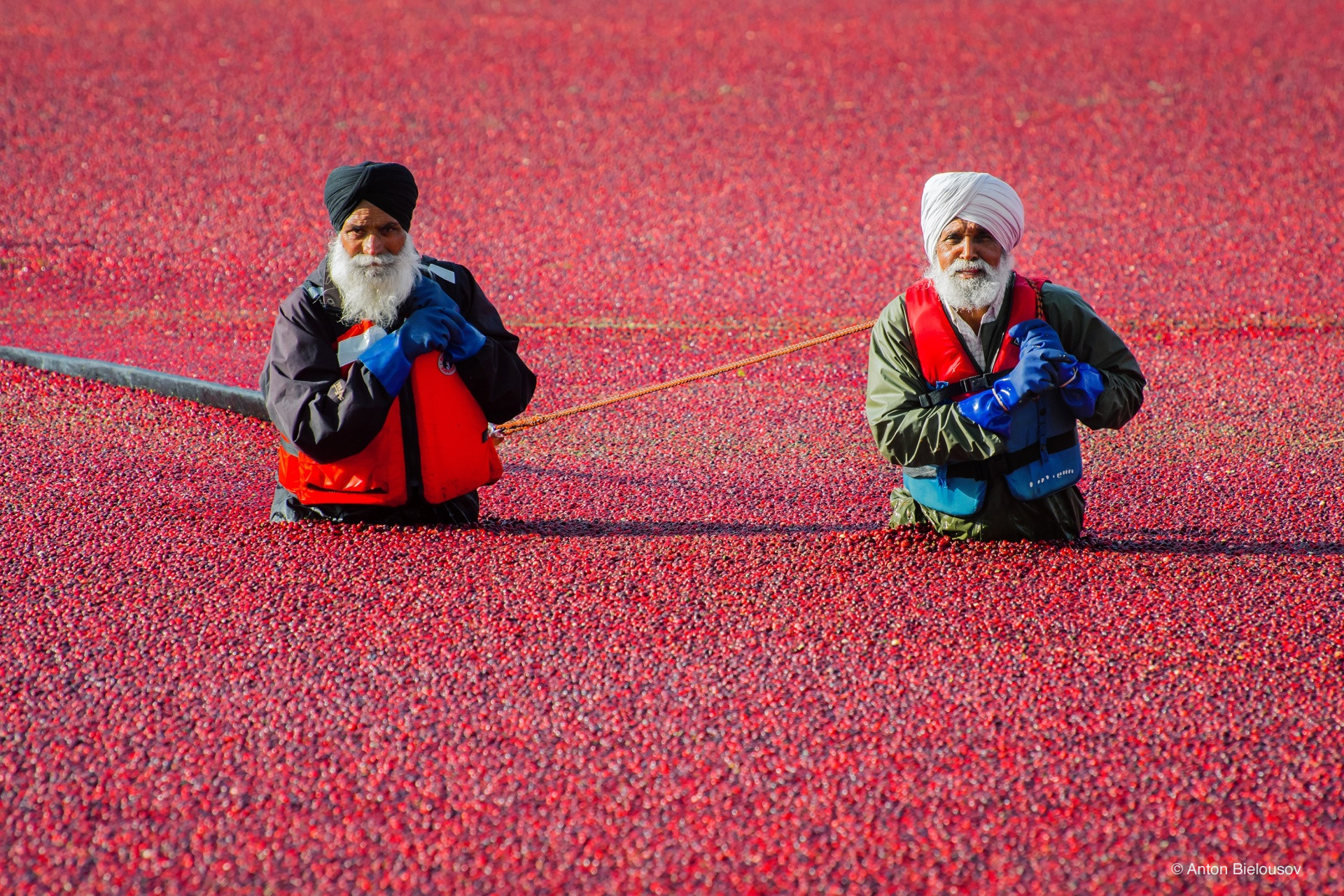 Cranberry harvest in Vancouver, BC