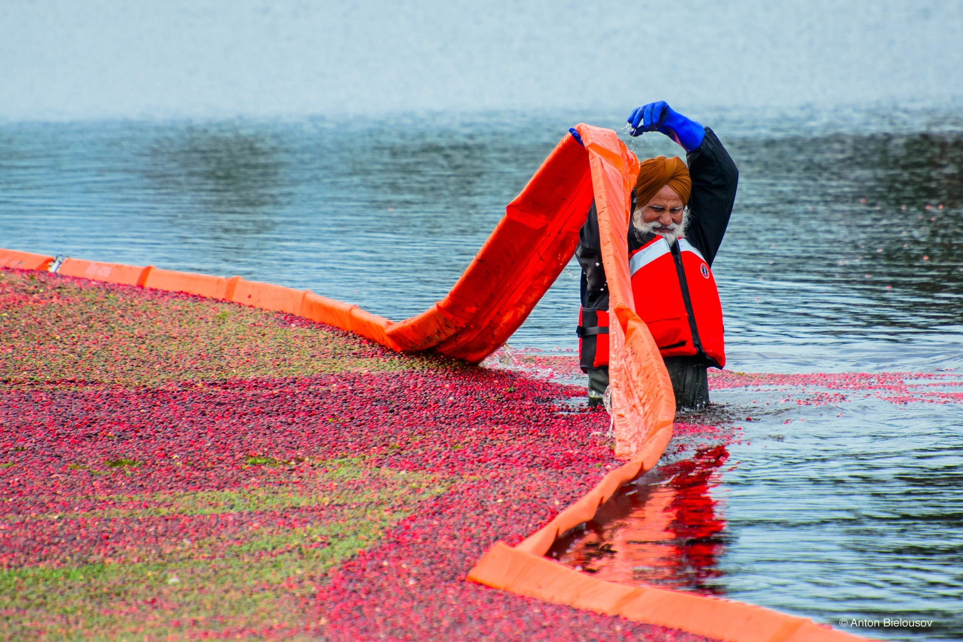 Cranberry harvest in Vancouver, BC