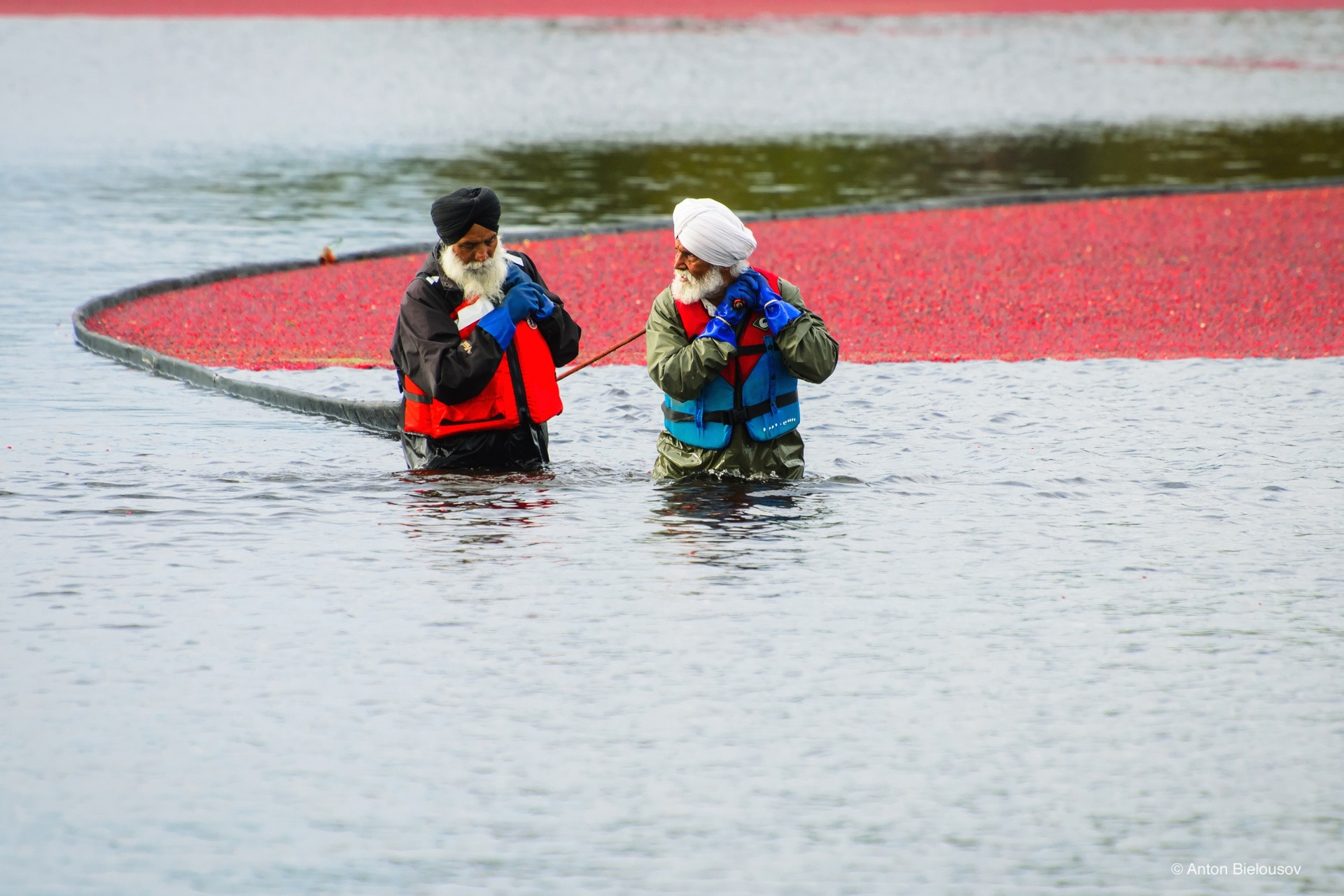 Cranberry harvest in Vancouver, BC