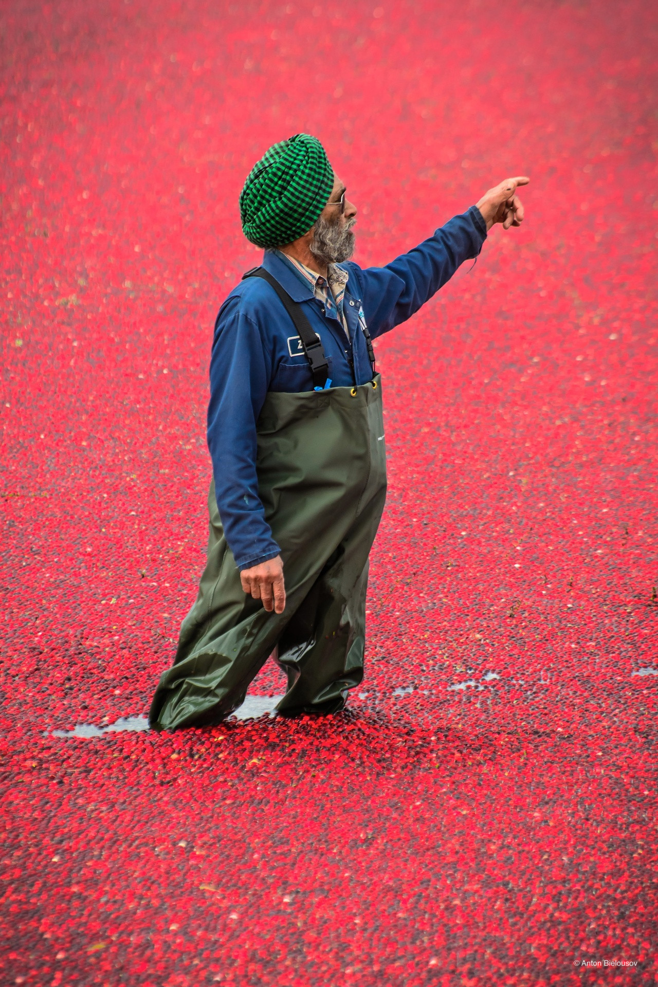Sykhs Cranberry harvest in Vancouver, BC