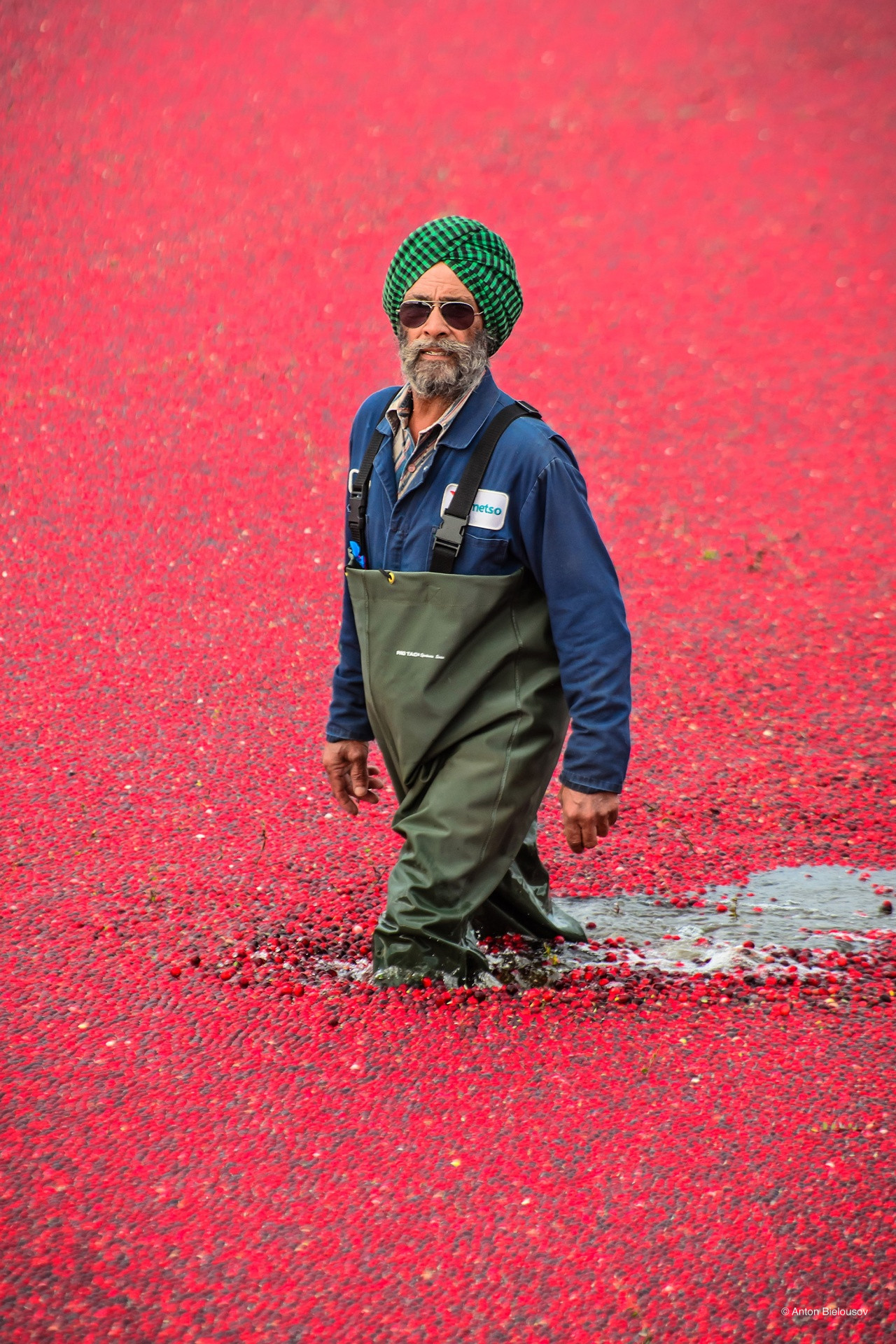Sykhs Cranberry harvest in Vancouver, BC