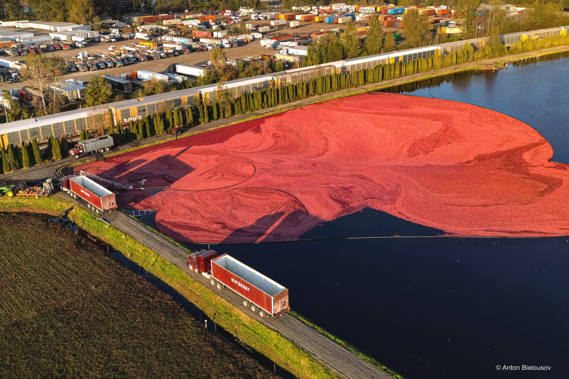 Cranberry harvest in Vancouver, BC