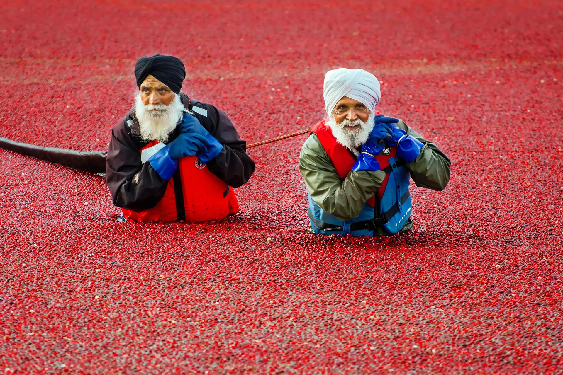 Cranberry harvest in Vancouver, BC