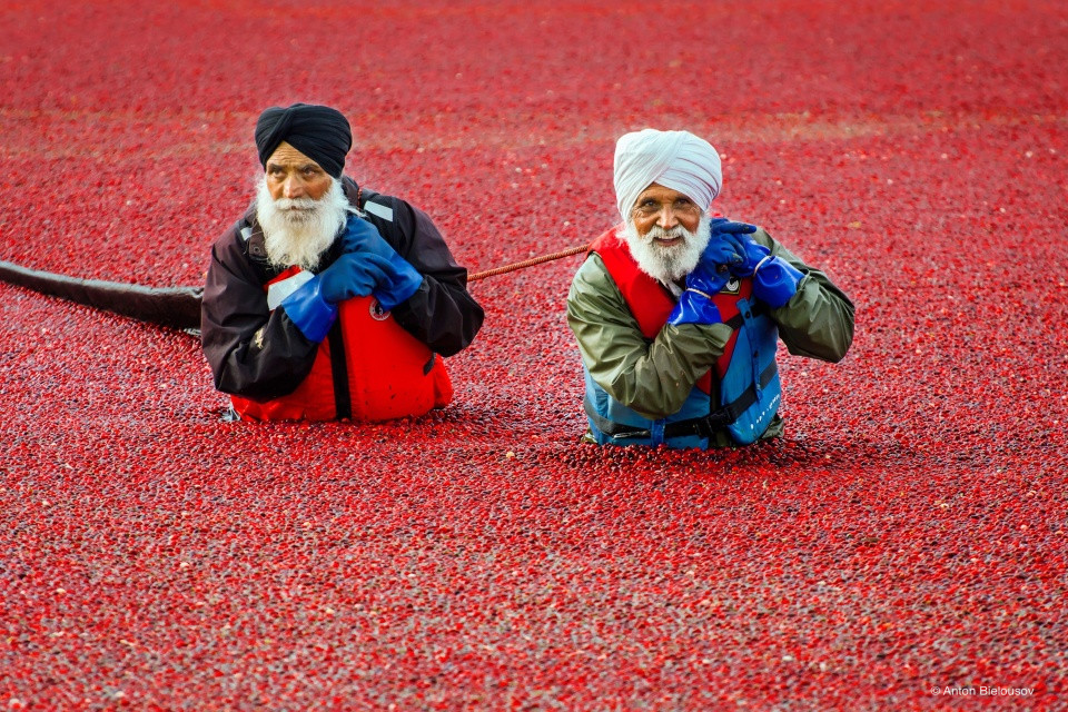 Cranberry harvest in Vancouver, BC