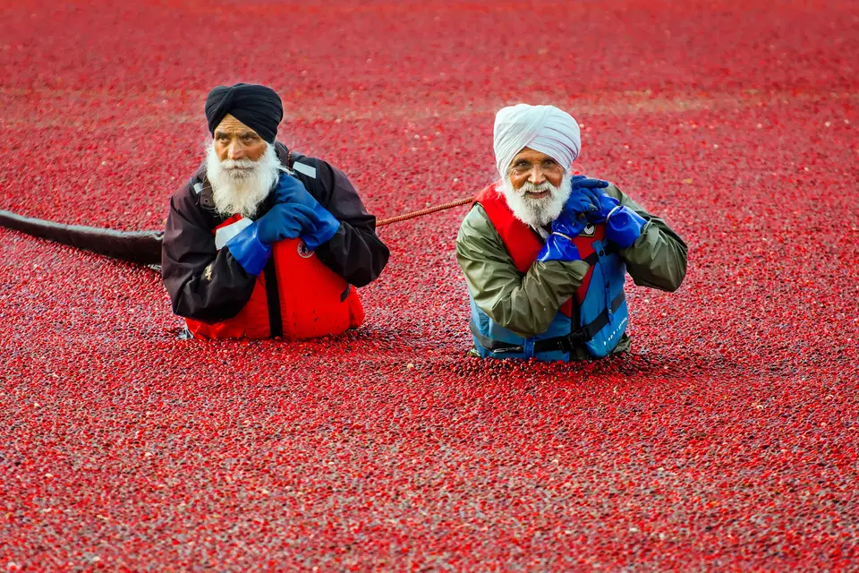 Cranberry harvest in Vancouver, BC