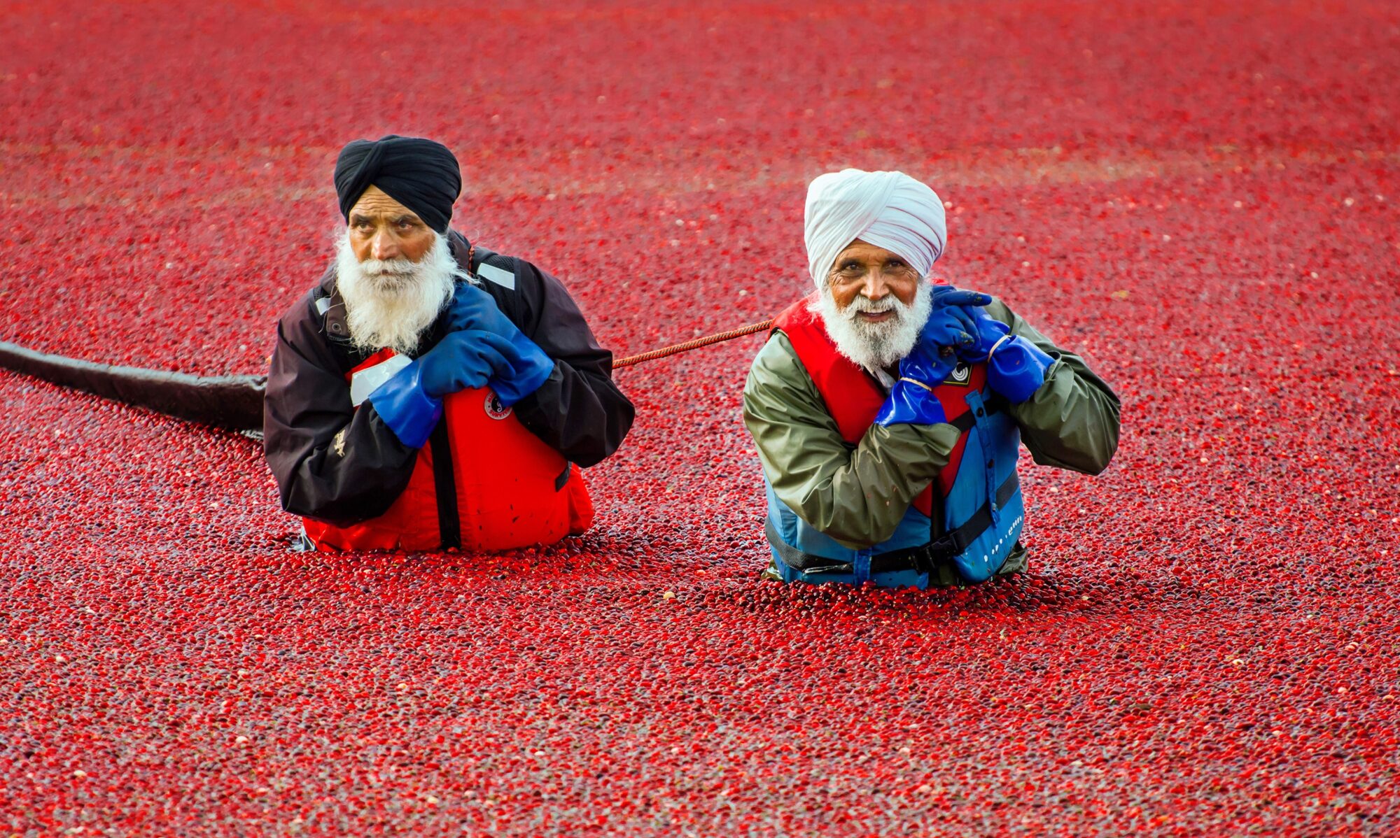 Cranberry harvest in Vancouver, BC